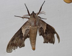Coequosa australasiae