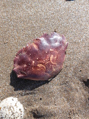 Danielethus crenulatus