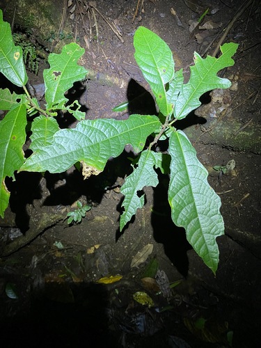 Image of Ficus copiosa by (c) Greg Tasney, some rights reserved (CC BY-SA)