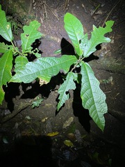 Ficus copiosa