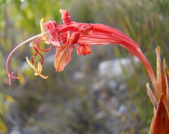 Tritoniopsis triticea