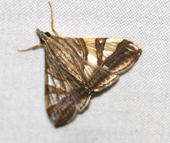 Agrioglypta excelsalis