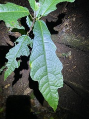 Ficus copiosa