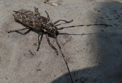 Monochamus maculosus