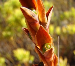 Tritoniopsis triticea
