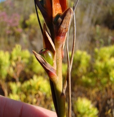 Tritoniopsis triticea