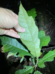 Ficus copiosa
