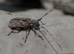 Monochamus maculosus