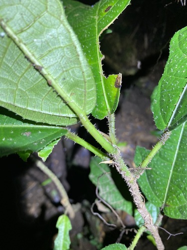 Image of Ficus copiosa by (c) Greg Tasney, some rights reserved (CC BY-SA)