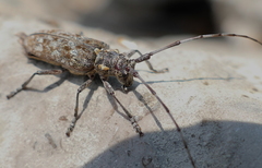 Monochamus maculosus