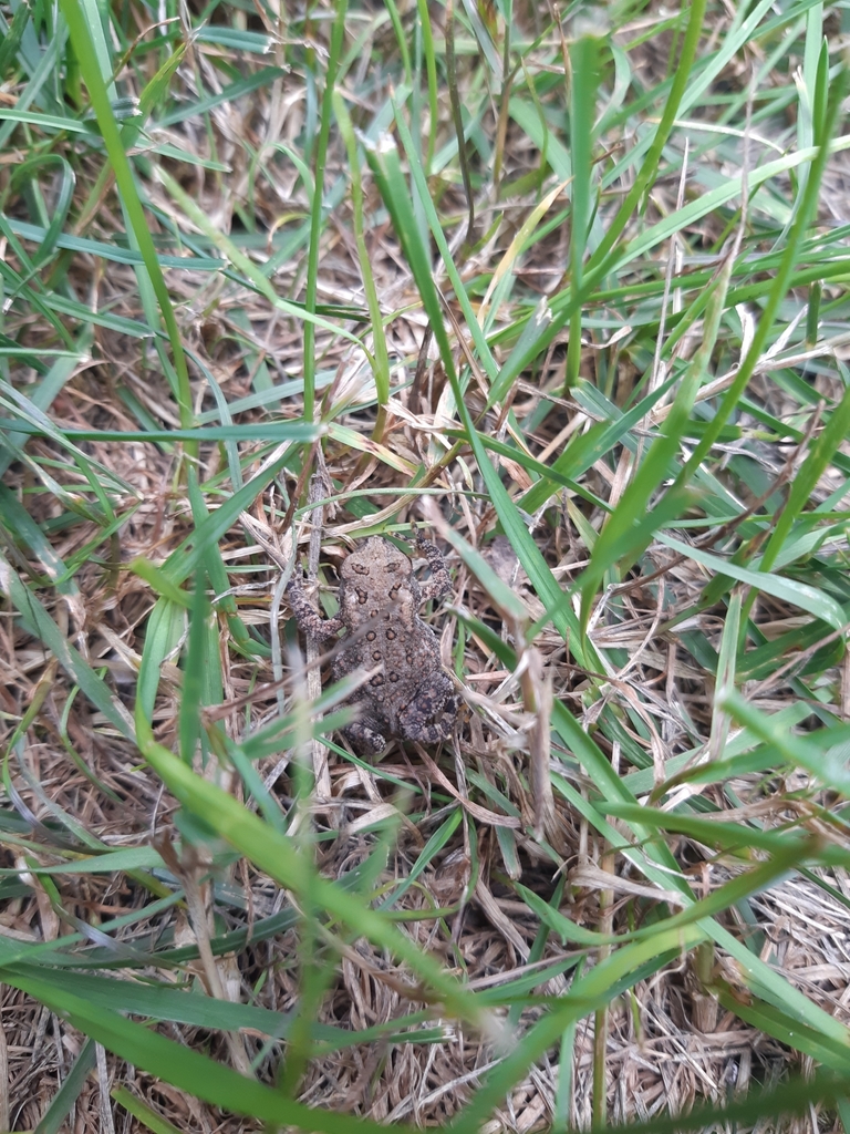 American Toad from Shirland Township, IL, USA on July 09, 2021 at 0451
