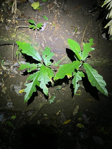 Image of Ficus copiosa by (c) Greg Tasney, some rights reserved (CC BY-SA)