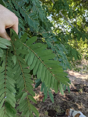Cassia grandis
