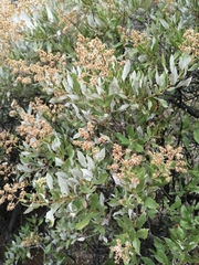 Spinoliva ilicifolia