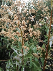 Spinoliva ilicifolia