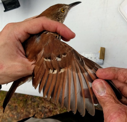 Brown Thrasher, photo 8 of 10