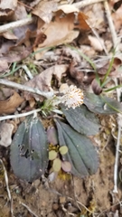Antennaria solitaria
