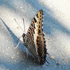 Charaxes castor