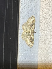 Costaconvexa