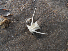 Actinopterygii