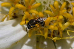 Halictus confusus