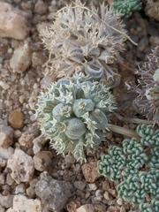 Oreonana