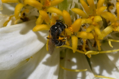 Halictus confusus