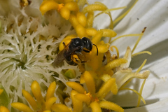 Halictus confusus