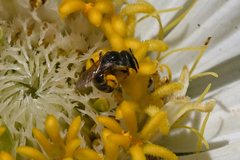 Halictus confusus