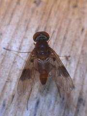 Chrysopilus quadratus
