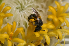 Halictus confusus