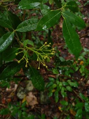 Bouchardatia neurococca
