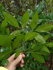Bouchardatia neurococca