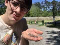 Carphophis amoenus helenae