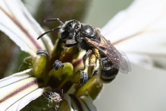 Halictus confusus