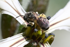 Halictus confusus