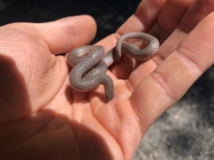 Carphophis amoenus helenae