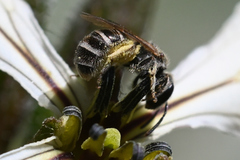 Halictus confusus