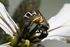 Halictus confusus