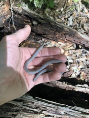 Carphophis amoenus helenae