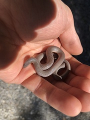 Carphophis amoenus helenae