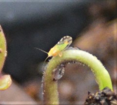 Ciriacreminae