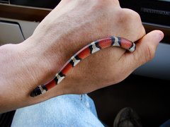 Lampropeltis gentilis