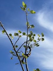 Erythrina flabelliformis