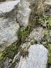 Deschampsia elongata