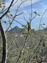 Erythrina flabelliformis