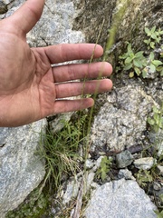 Deschampsia elongata