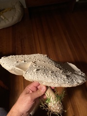Fungi