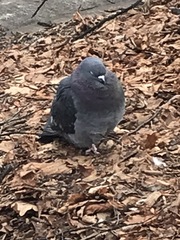 Columba livia domestica