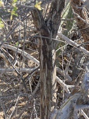Erythrina flabelliformis